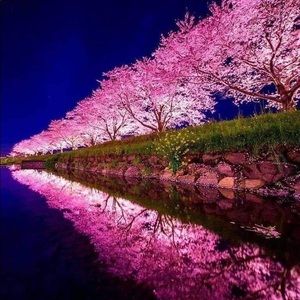 Meet your Posher, Cesar